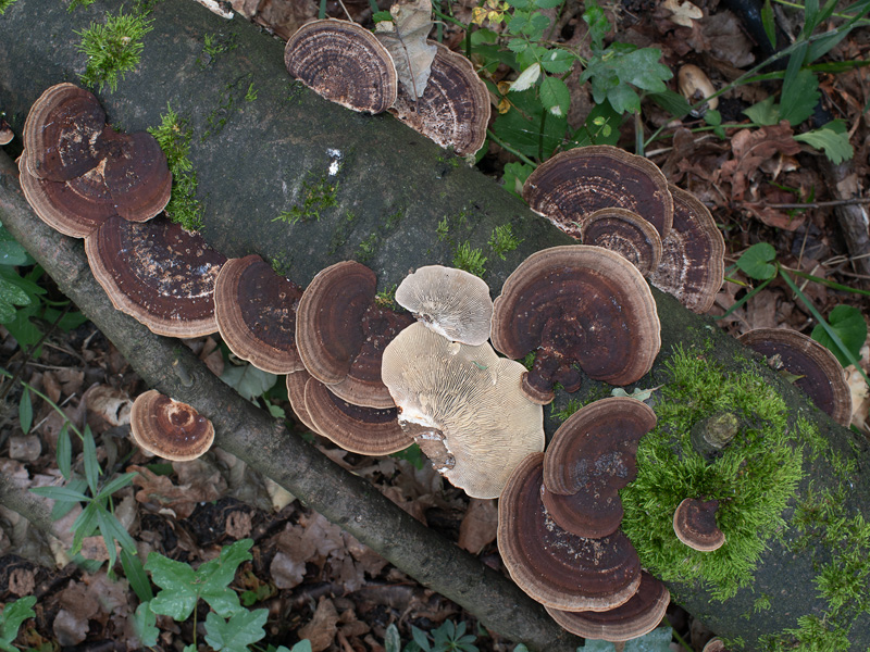 Daedaleopsis tricolor